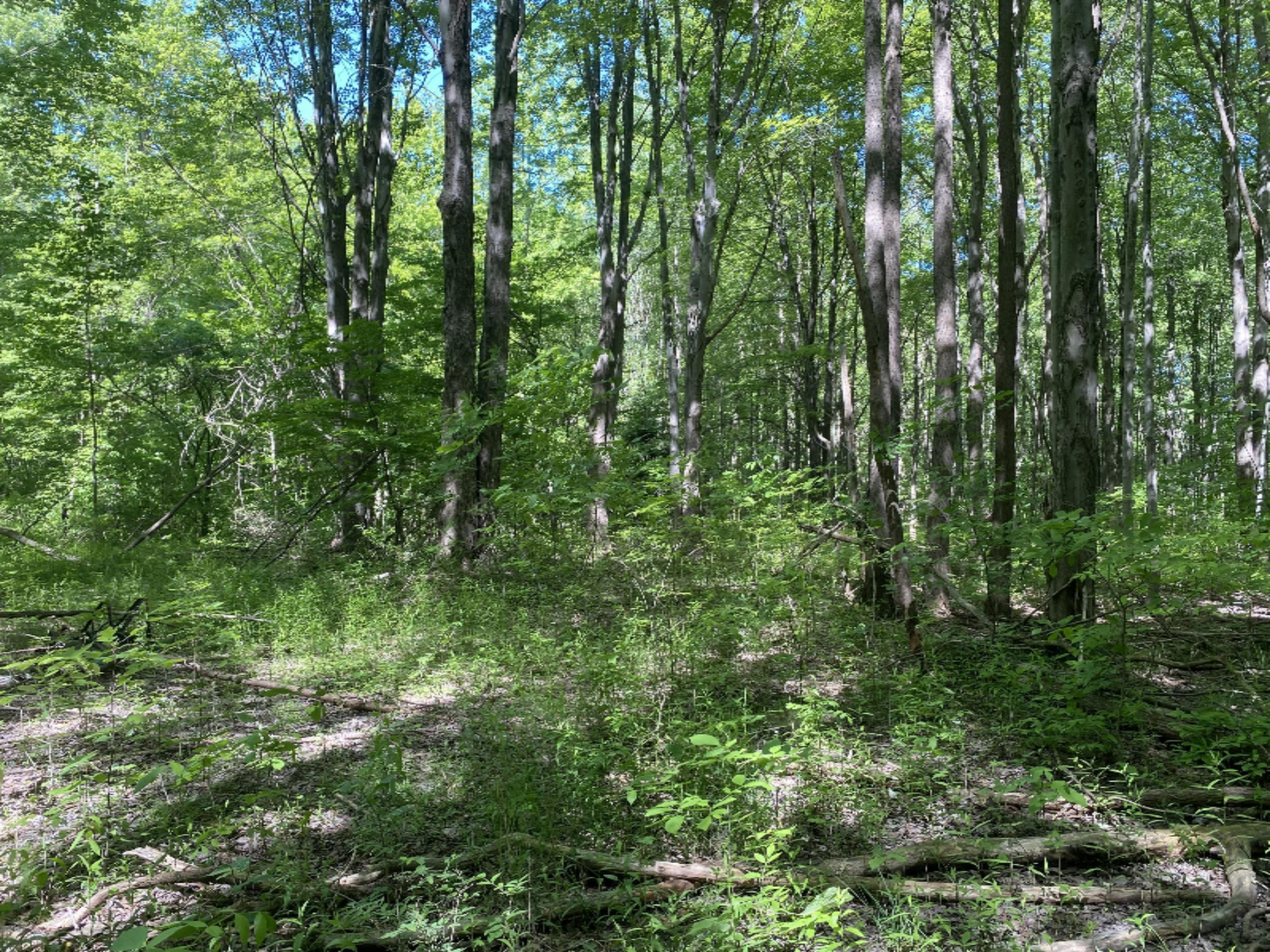 6716 West Youngren Road Three Oaks, MI 49128 - Photo 10 of 13 IMG_7644
