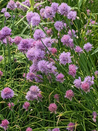 $360,000 | 514 Crumtown Road, Spencer, NY 14883