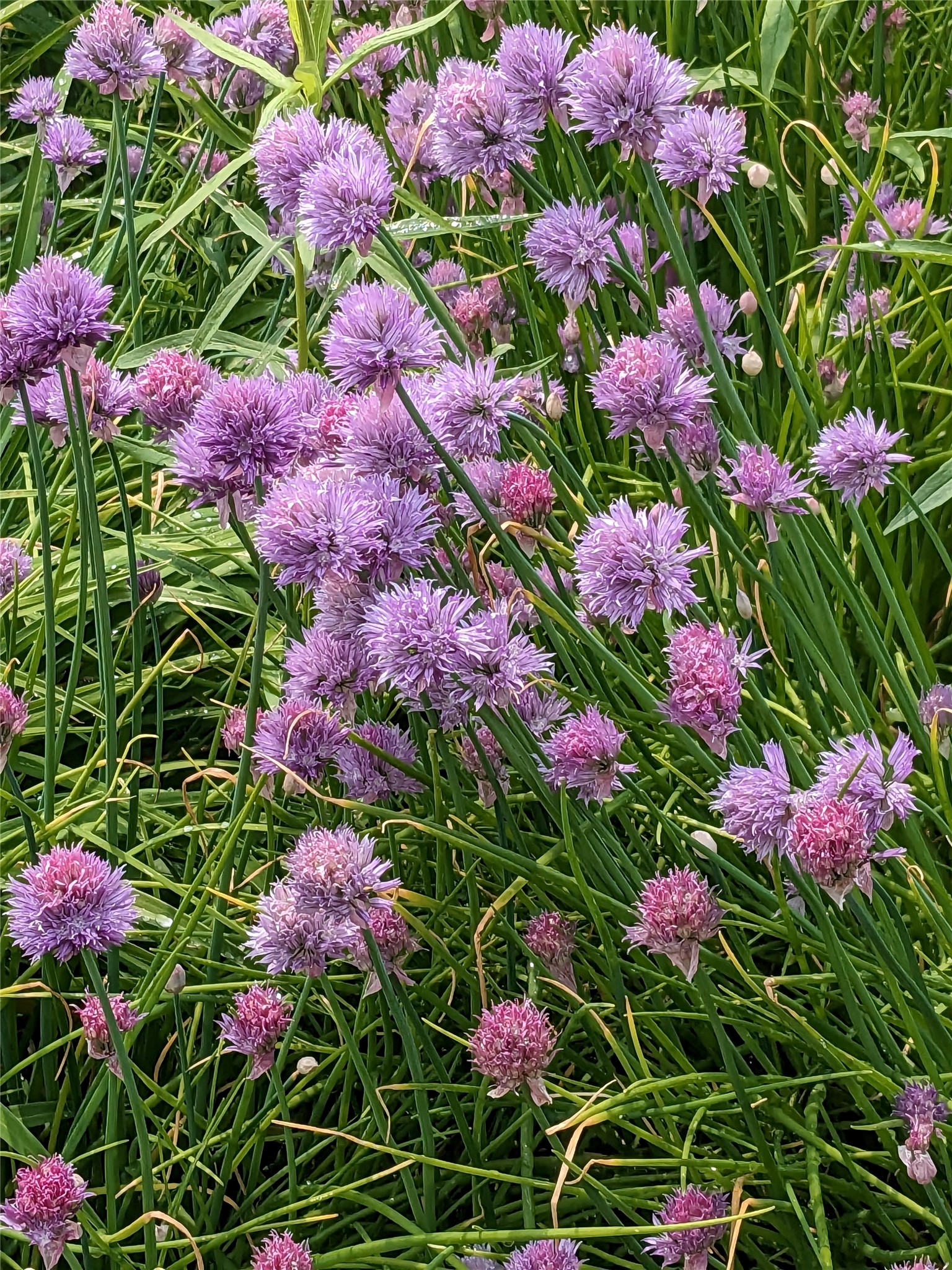 514 Crumtown Road Spencer, NY 14883 - Photo 27 of 50