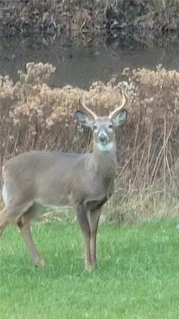 $360,000 | 514 Crumtown Road, Spencer, NY 14883