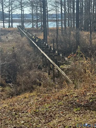 a view of a forest with a tree