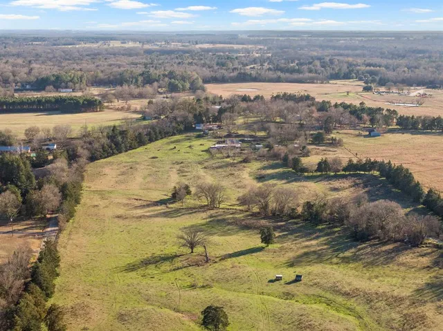 a close up of a plant