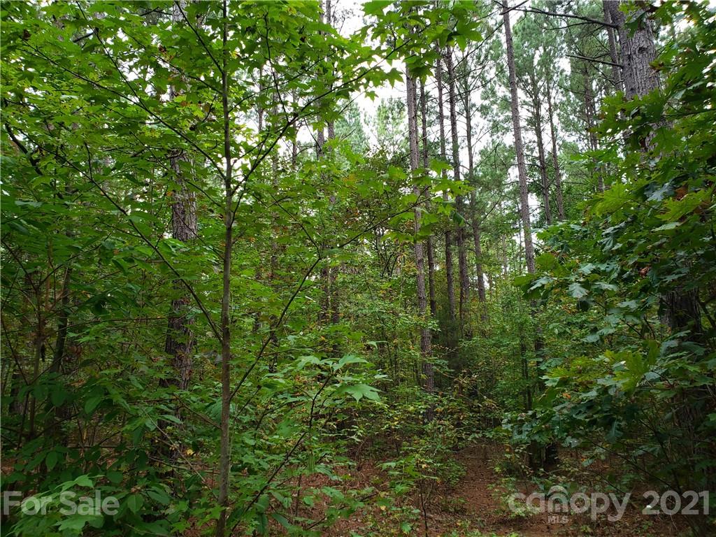 0 Mosley Road, Unit 7 Blacksburg, SC 29702 - Photo 3 of 8 a view of a lush green forest