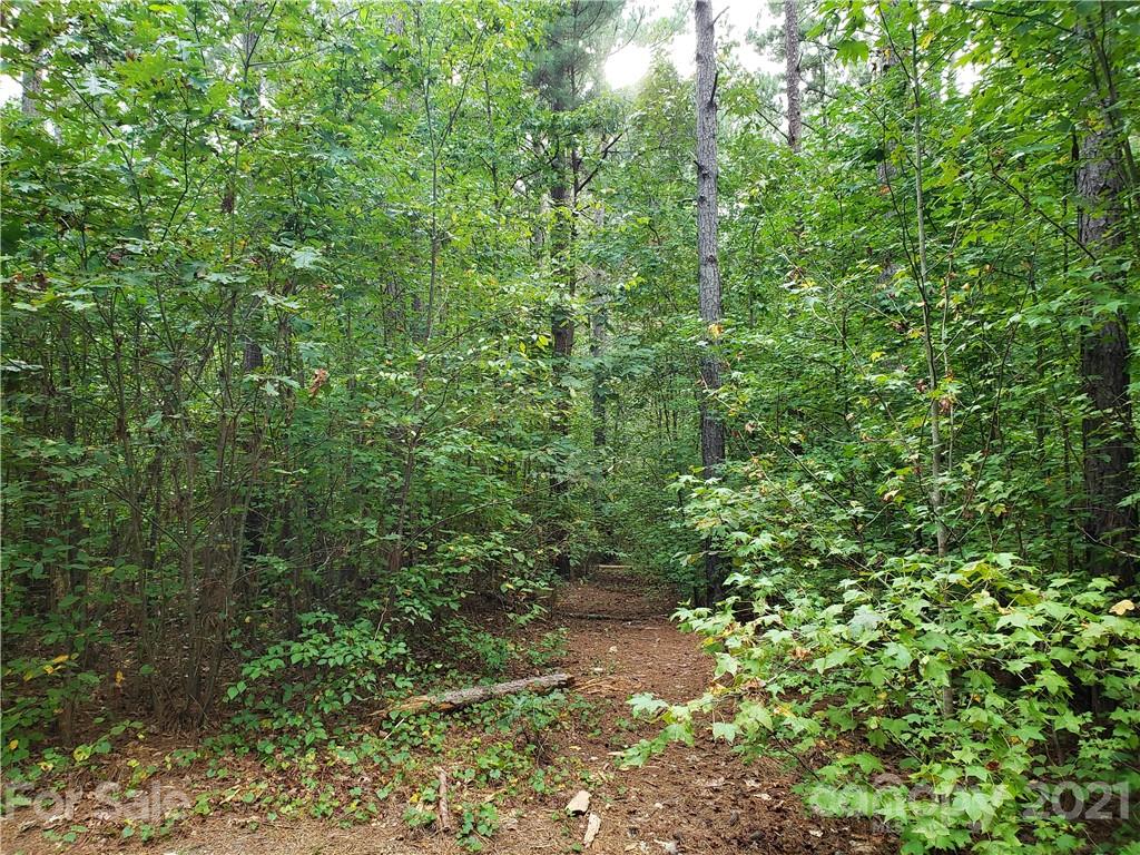0 Mosley Road, Unit 7 Blacksburg, SC 29702 - Photo 4 of 8 a view of a forest with a tree