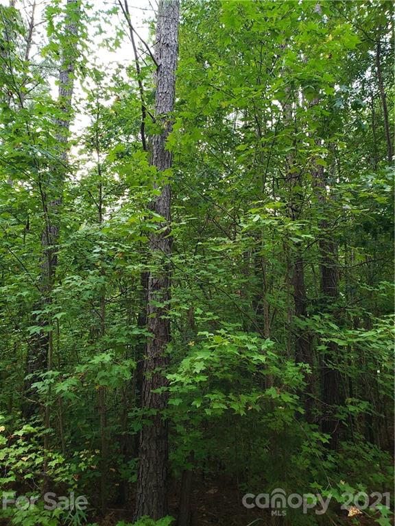 0 Mosley Road, Unit 7 Blacksburg, SC 29702 - Photo 6 of 8 a view of a lush green forest