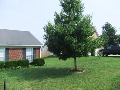 133 Hemingway Place Georgetown, KY 40324 - Photo 4 of 30 Photo 4