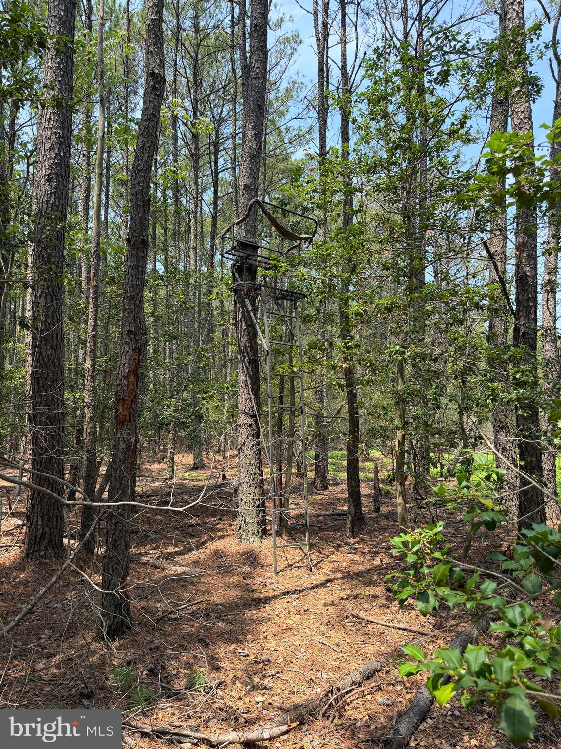 0 Hooper Neck Road Madison, MD 21648 - Photo 108 of 129