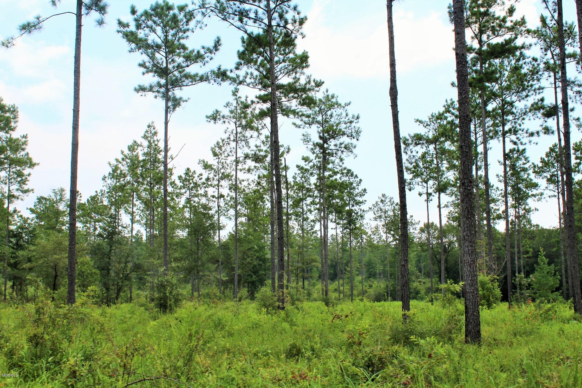 9-ac Homestead Road Lucedale, MS 39452 - Photo 2 of 14 IMG_2429