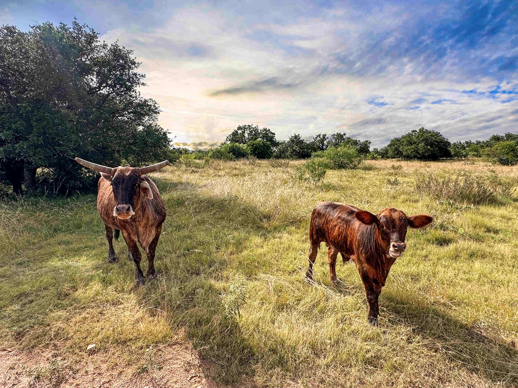 1085 Fallow Road, Unit 32 Christoval, TX 76935 - Photo 25 of 32