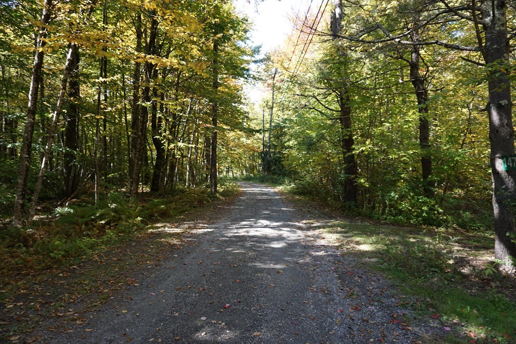 147 Thicket Road Tolland, MA 01034 - Photo 5 of 19 a view of a forest with trees