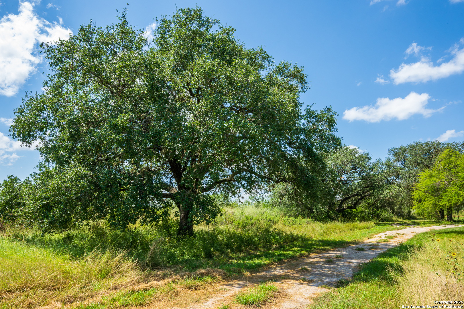 13831 Highway 127 Sabinal, TX 78881 - Photo 54 of 55 a view of a yard with a tree