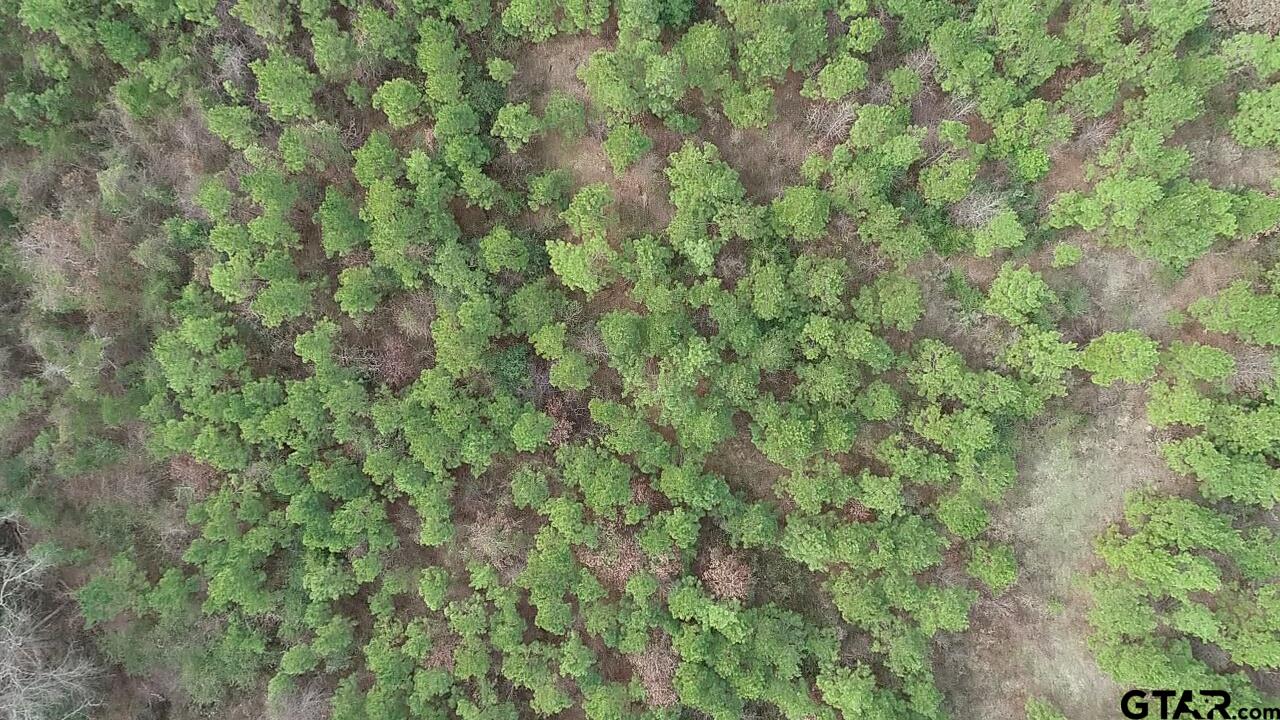 4557 Elderberry Road Gilmer, TX 75644 - Photo 23 of 38