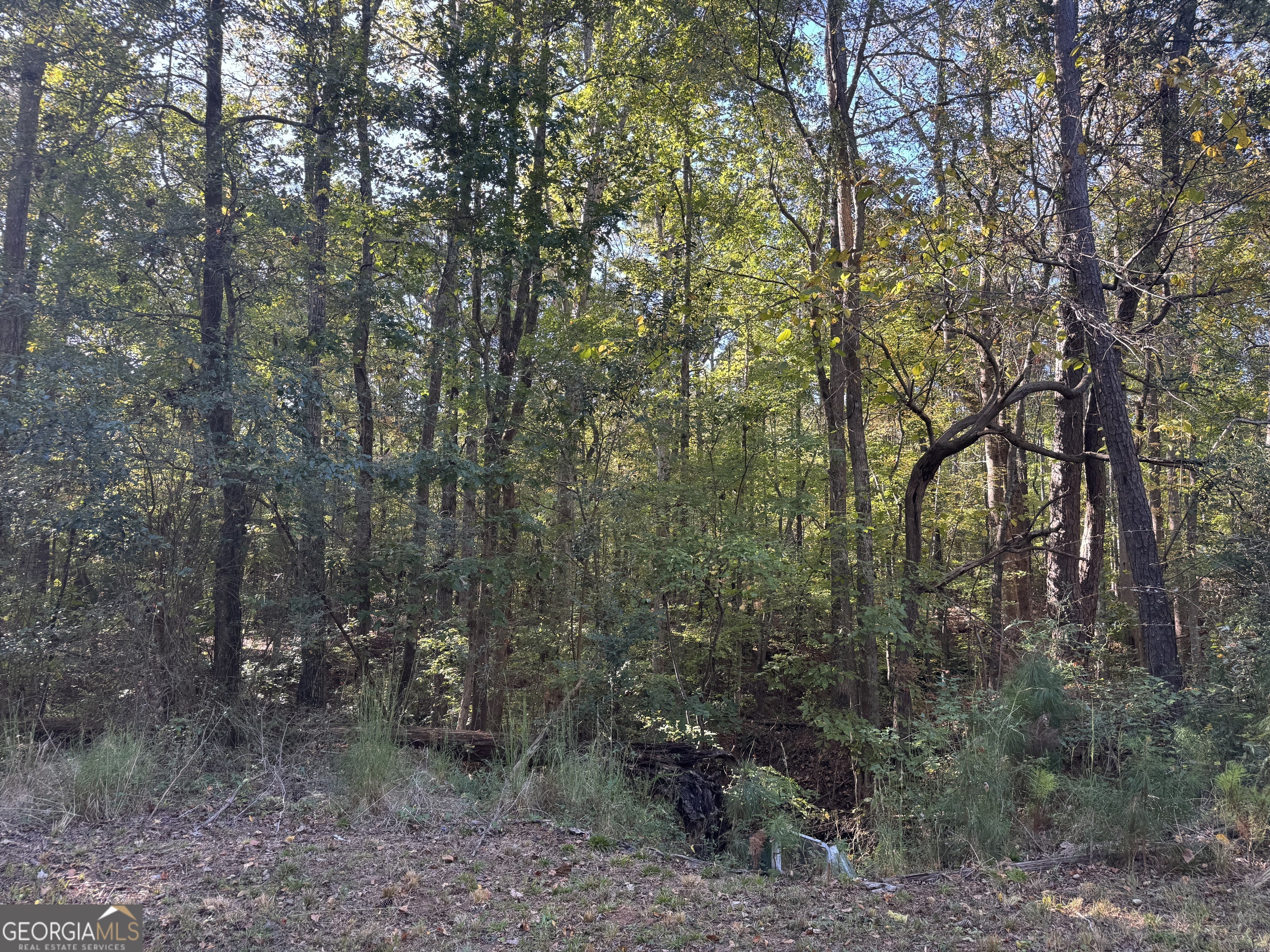 1516 Stark Road Jackson, GA 30233 - Photo 28 of 37 a view of a forest that has large trees