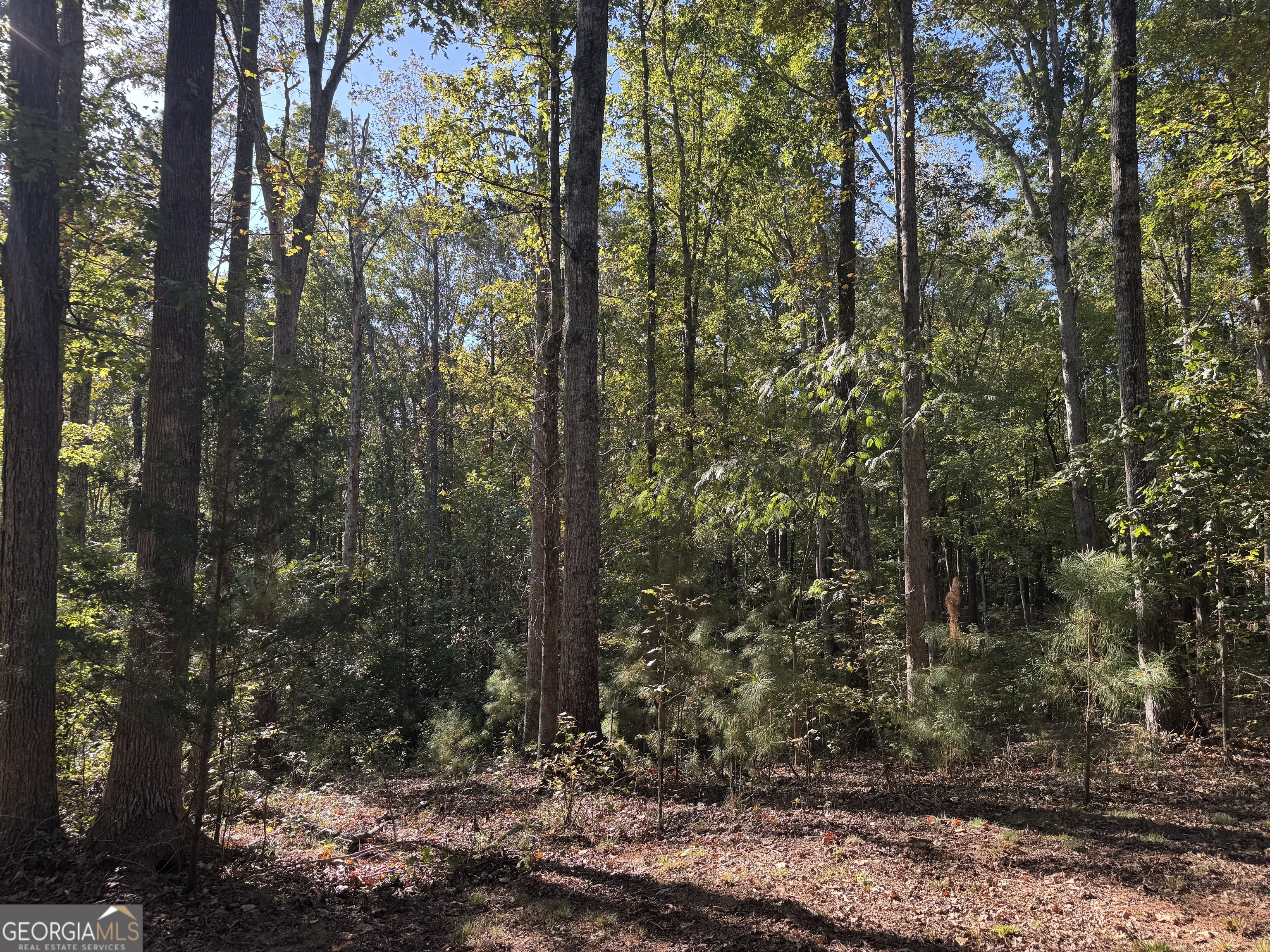 1516 Stark Road Jackson, GA 30233 - Photo 29 of 37 a view of a forest