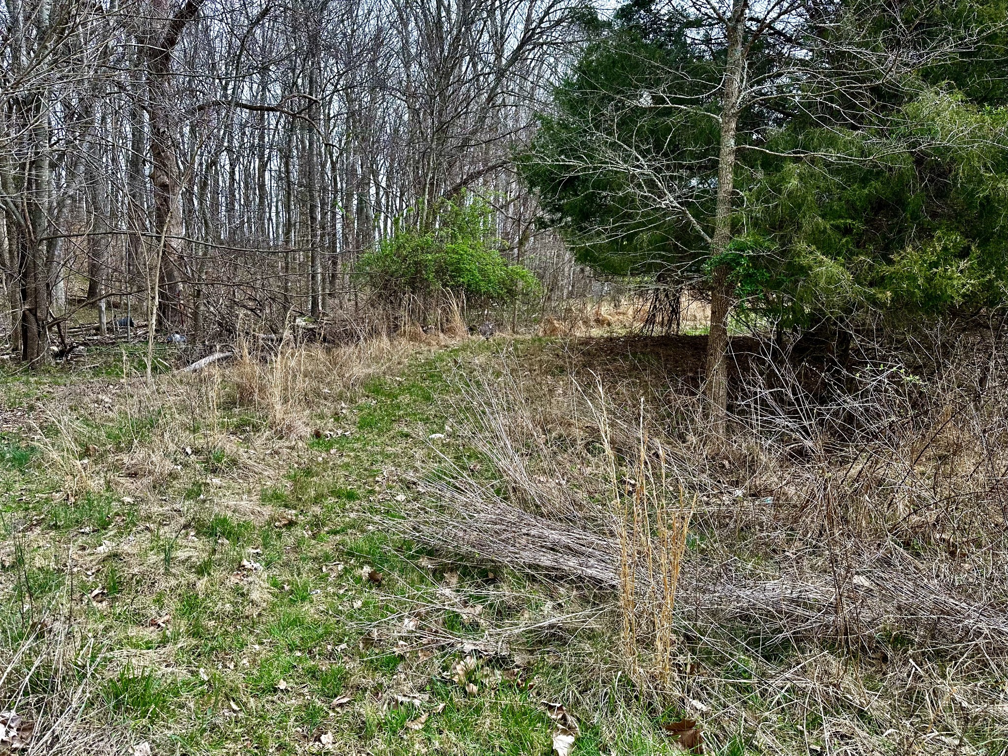 401 North Jones Road Portland, TN 37148 - Photo 17 of 25 a view of a yard with plants and large trees
