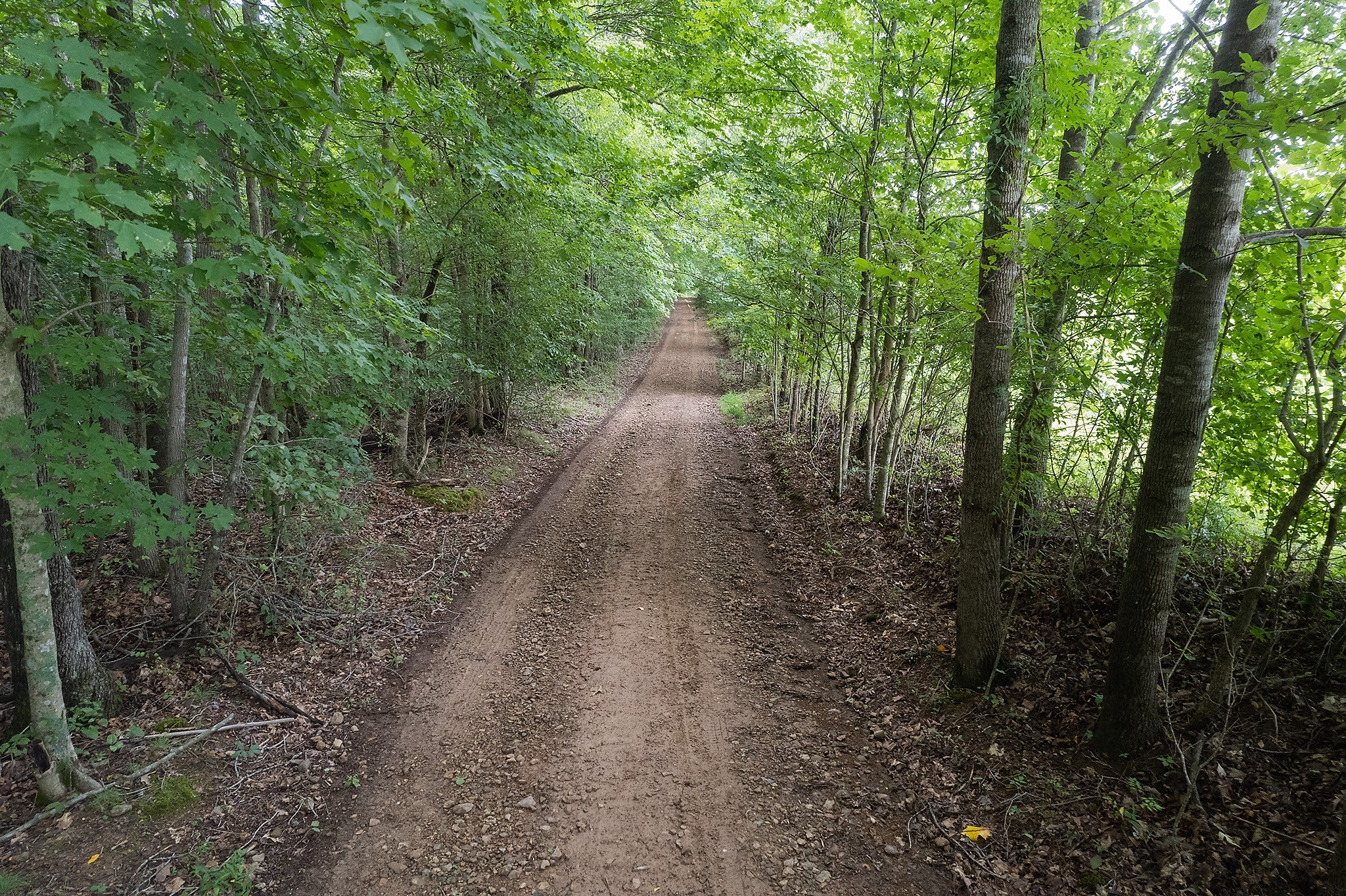 401 North Jones Road Portland, TN 37148 - Photo 6 of 25 a view of a pathway of a forest