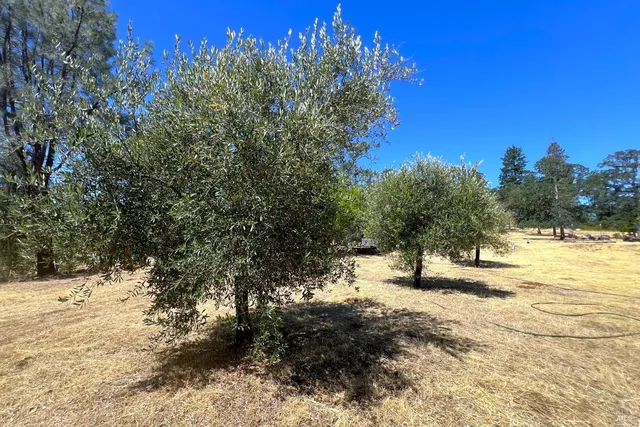 a view of a yard with a tree