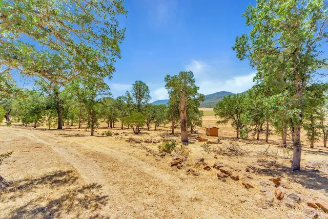 a view of a yard with a tree