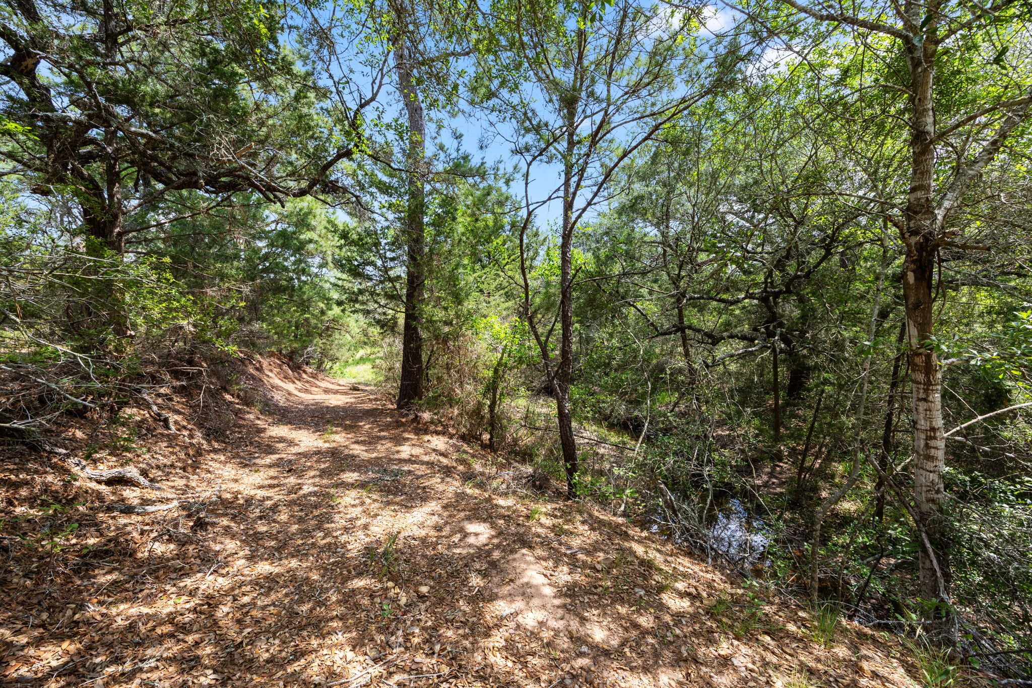 1507 Smith Rau Road Columbus, TX 78934 - Photo 41 of 42 a view of a forest with trees