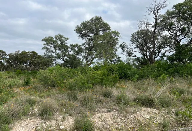a view of a lush green forest with lots of trees