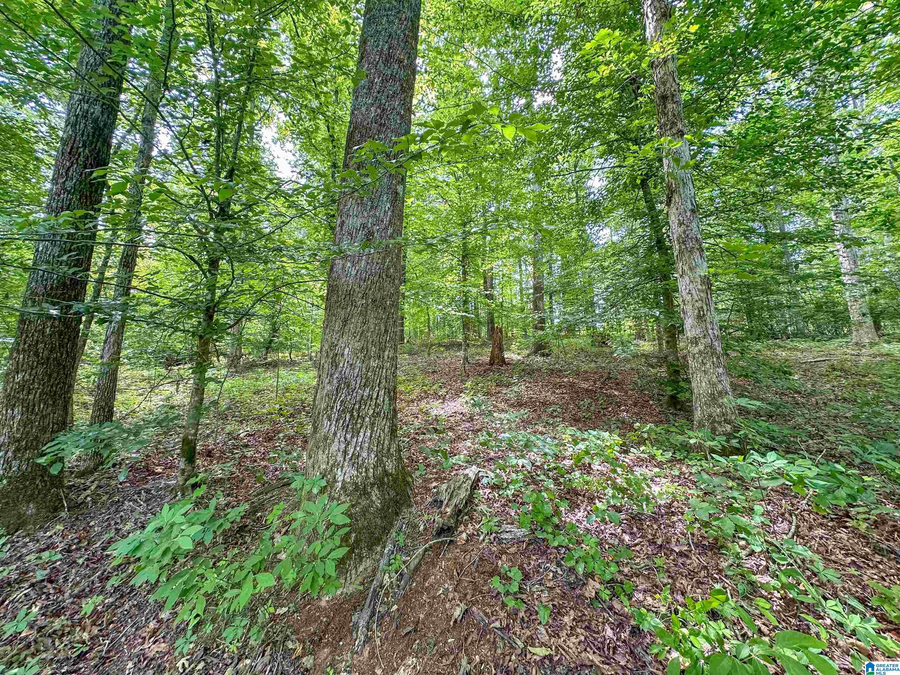 1 Old Mill Road Goodwater, AL 35072 - Photo 10 of 22