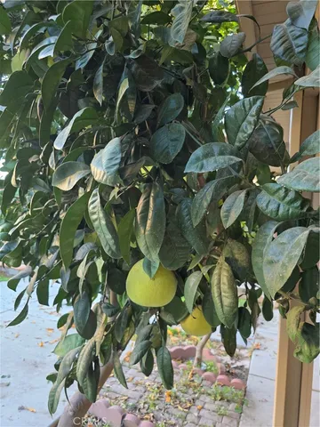 a view of a backyard with plants