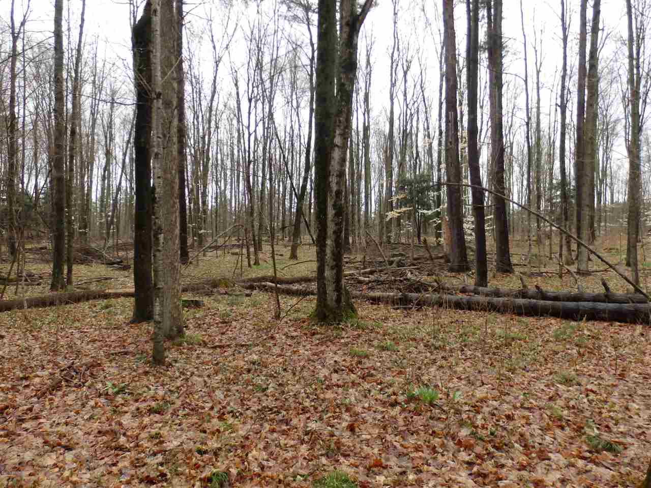 Oravainen Road, Unit PARCEL B Kaleva, MI 49645 - Photo 8 of 25