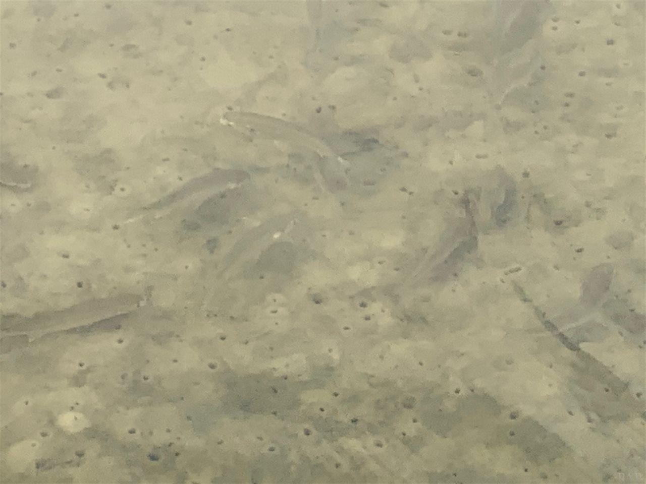 6475 Surfside Cove Gulf Breeze, FL 32563 - Photo 45 of 49