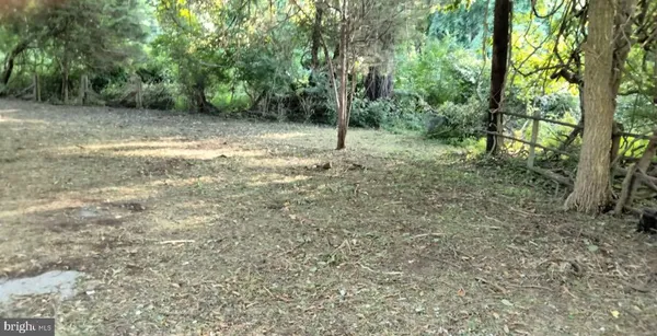 a view of a forest with trees in the background