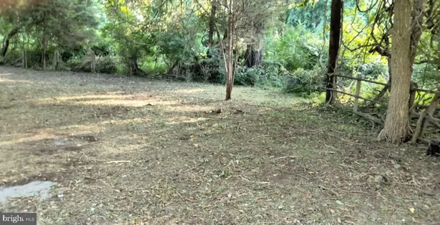 a view of a forest with trees in the background