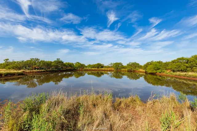 a view of a yard with plants and trees