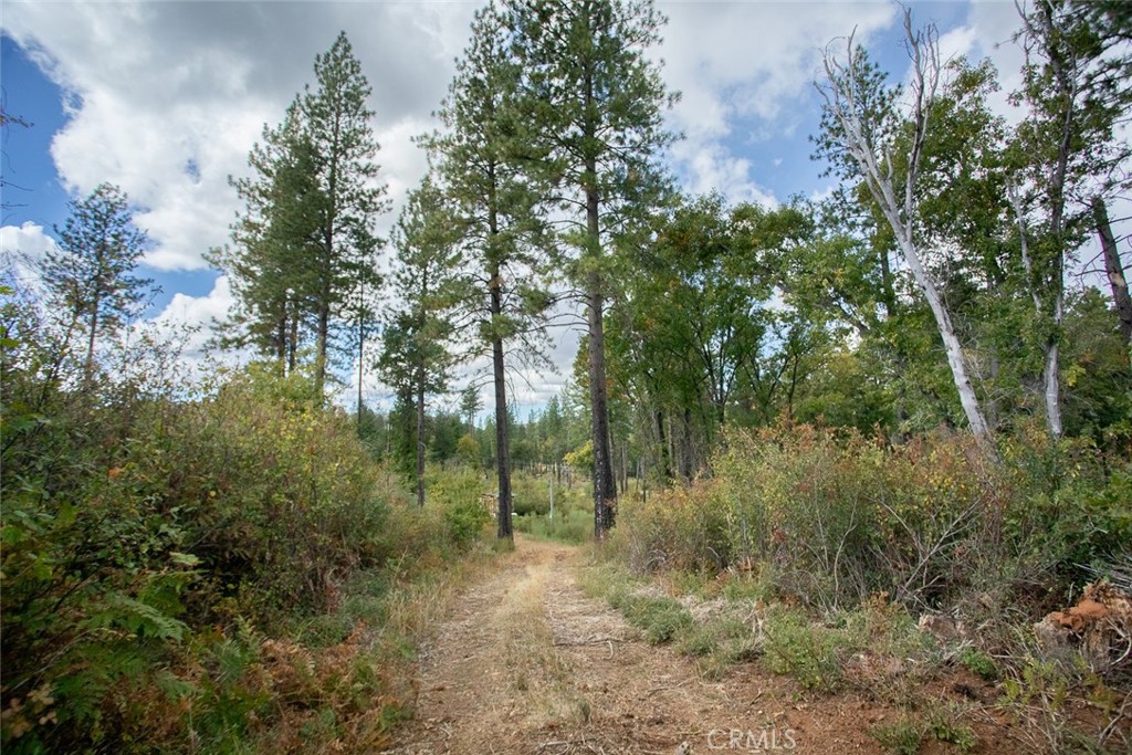 4023 Kakini Road Oroville, CA 95965 - Photo 14 of 54 a view of a forest filled with trees