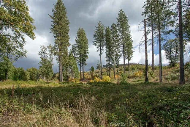 a view of an outdoor space with lots of trees