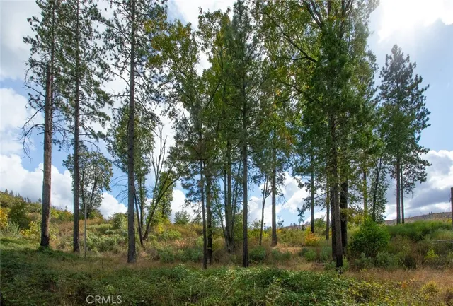 a view of a lush green forest