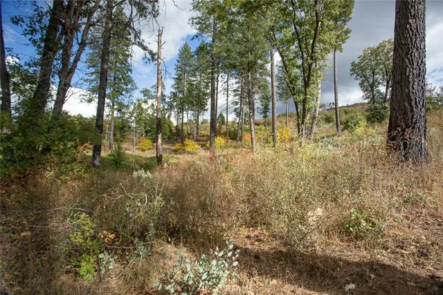 a view of a yard with plants and trees