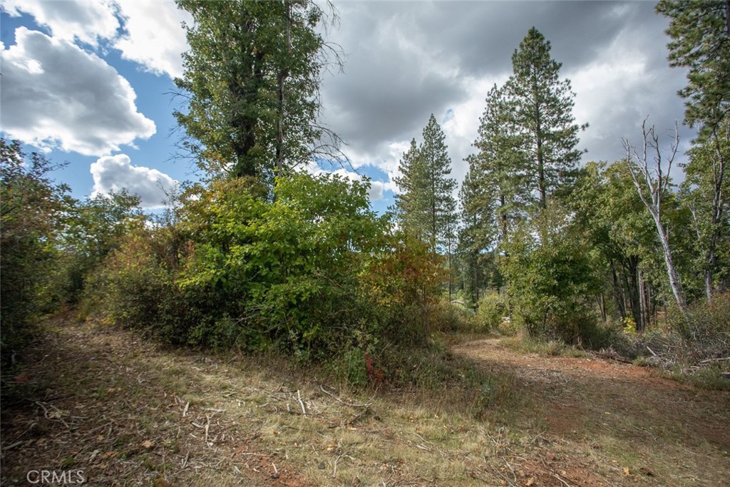 4023 Kakini Road Oroville, CA 95965 - Photo 35 of 54 a view of a yard with plants and a tree