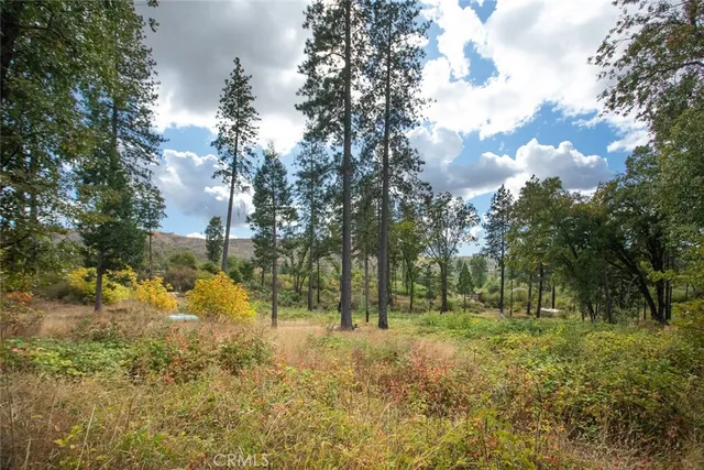 a view of a forest with trees