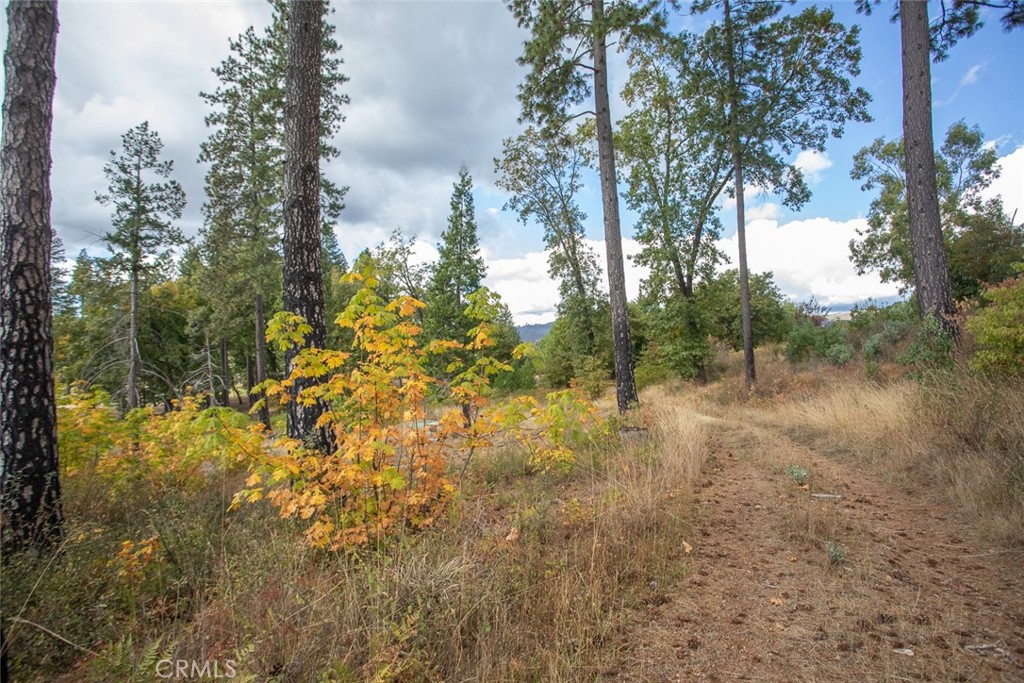 4023 Kakini Road Oroville, CA 95965 - Photo 51 of 54 a view of a forest with trees