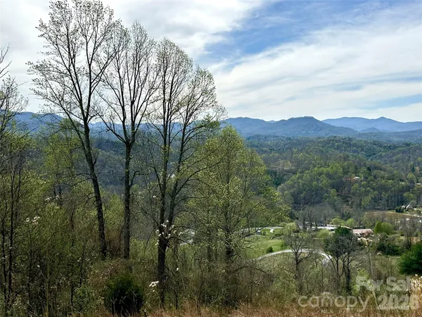 a view of a forest with trees in the background