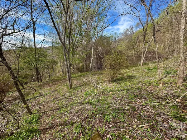 a view of a yard with plants and trees