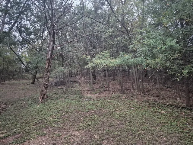 a view of a forest with trees in the background