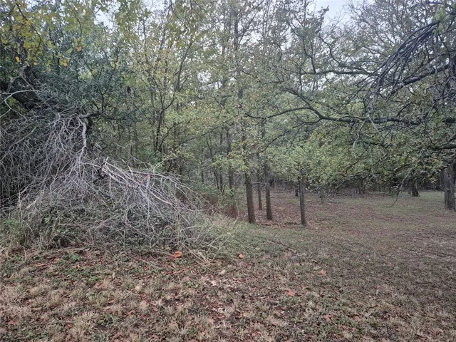 a view of a tree in a yard