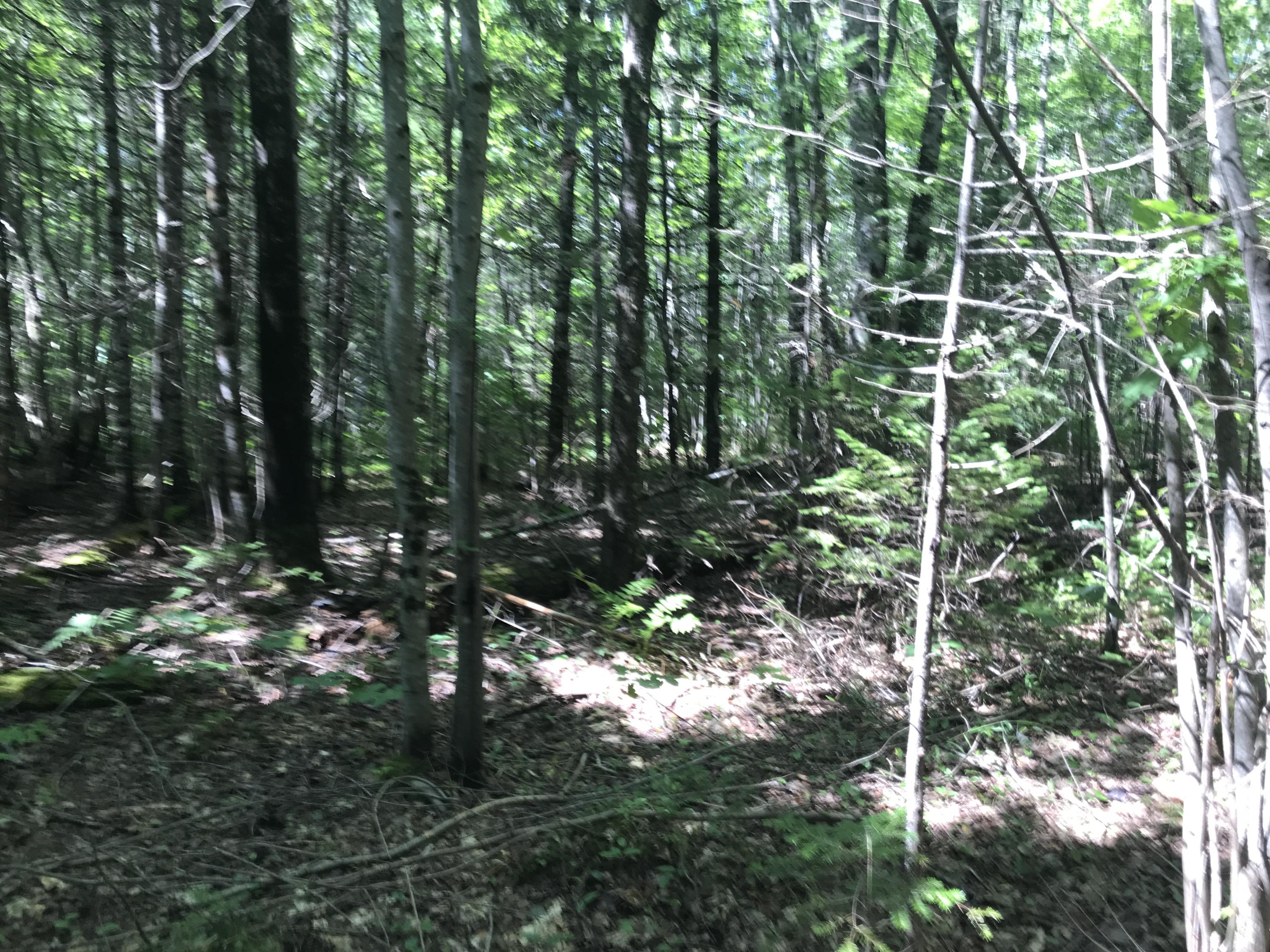 Lot 4.2 Mattmiscontis Road Lincoln, ME 04457 - Photo 8 of 13 Photo Aug 05, 11 04 56 AM