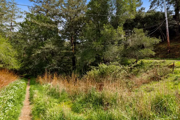 a view of a yard with large trees