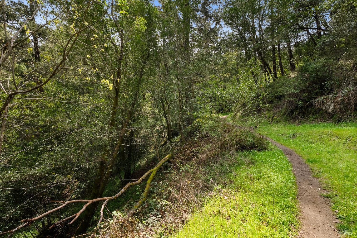 305 Resaca Avenue San Francisco, CA 94133 - Photo 13 of 21 a view of a yard with large trees