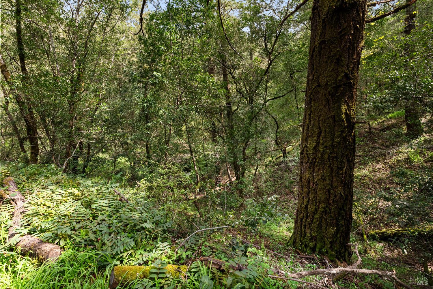 305 Resaca Avenue San Francisco, CA 94133 - Photo 15 of 21 a view of a yard with a tree