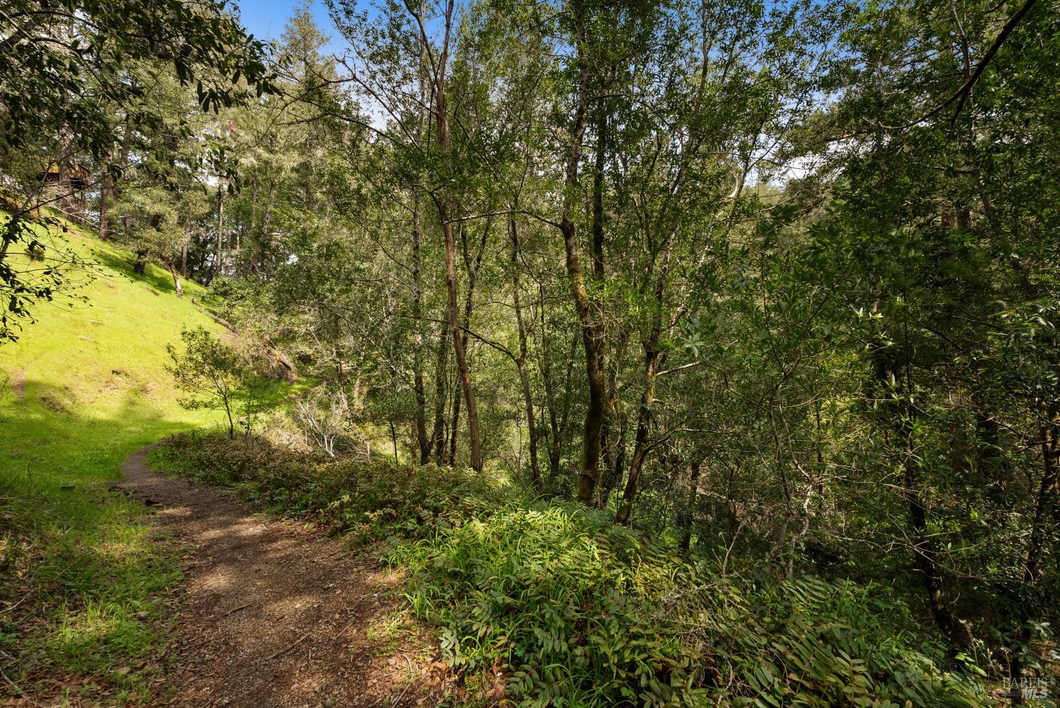 305 Resaca Avenue San Francisco, CA 94133 - Photo 2 of 21 a view of a yard with a tree