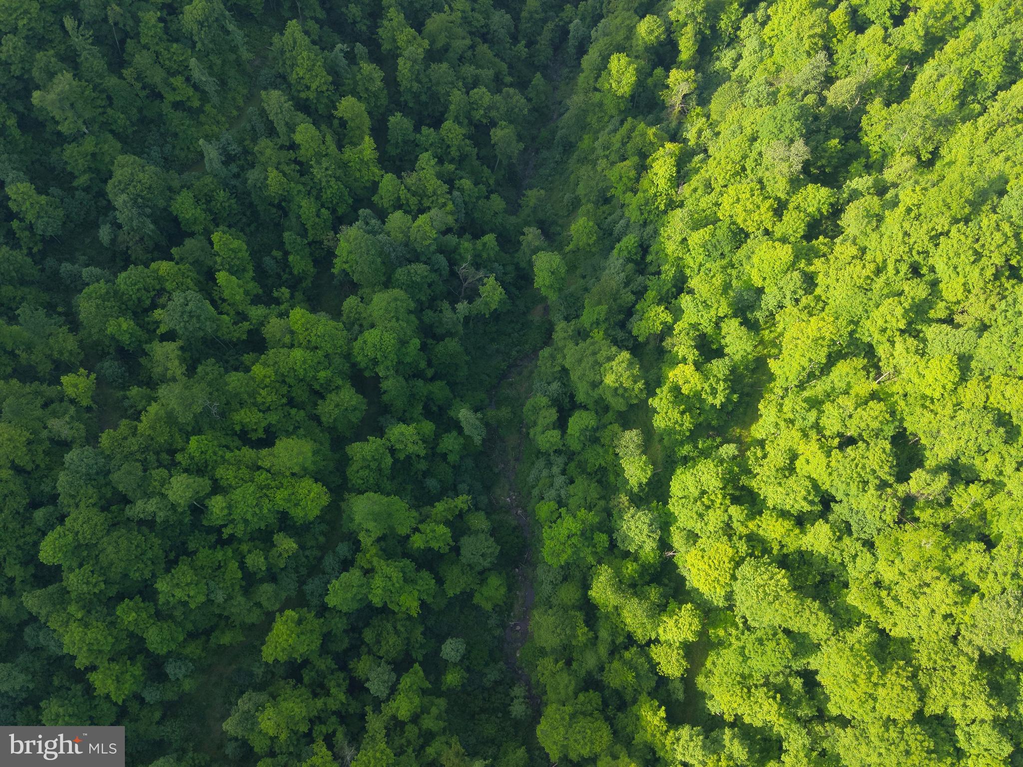 Tbd Calvert Shaver Road Rowlesburg, WV 26425 - Photo 18 of 39