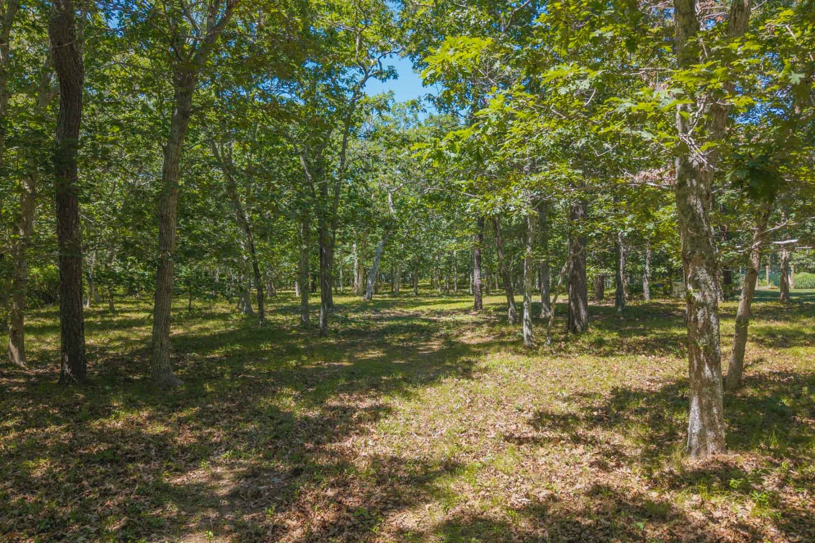 4 Wilsons Lane Edgartown, MA 02539 - Photo 17 of 17 a view of a yard with plants and trees