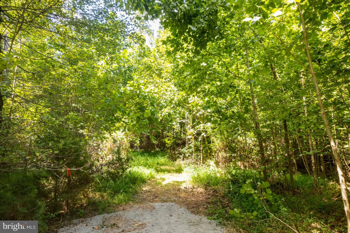 0 West Hoover Road Haywood, VA 22722 - Photo 3 of 16 Beyond the new road is an old roadbed.